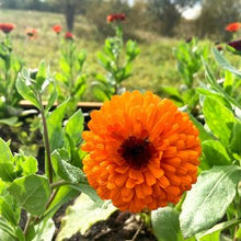 Load image into Gallery viewer, Calendula Salve