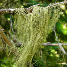 Load image into Gallery viewer, Usnea Tincture: Natural Mild Antibiotic