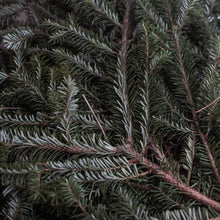 Load image into Gallery viewer, Fresh Fraser Fir Boughs
