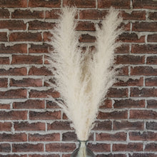 Load image into Gallery viewer, Pampas Grass
